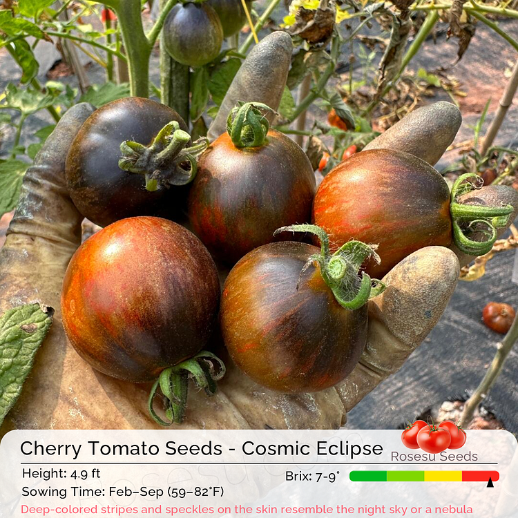 Cherry Tomato Seeds - Cosmic Eclipse