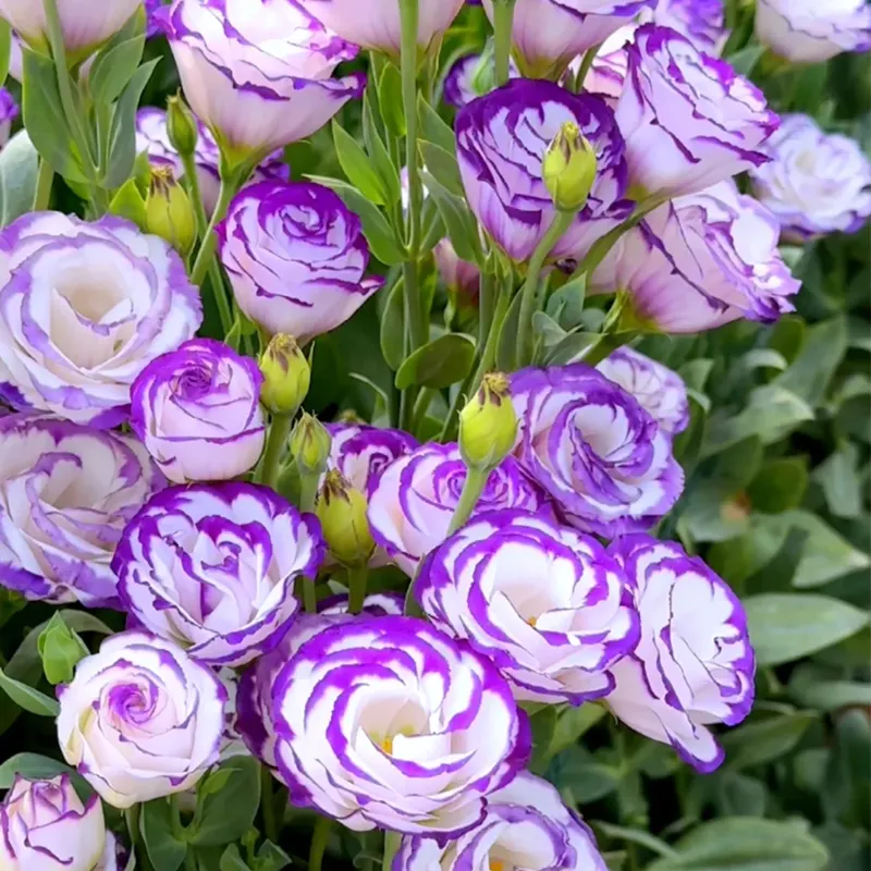 Premium Lisianthus Seeds &ndash; Grow Elegant, Long-Lasting Blooms in Your Garden