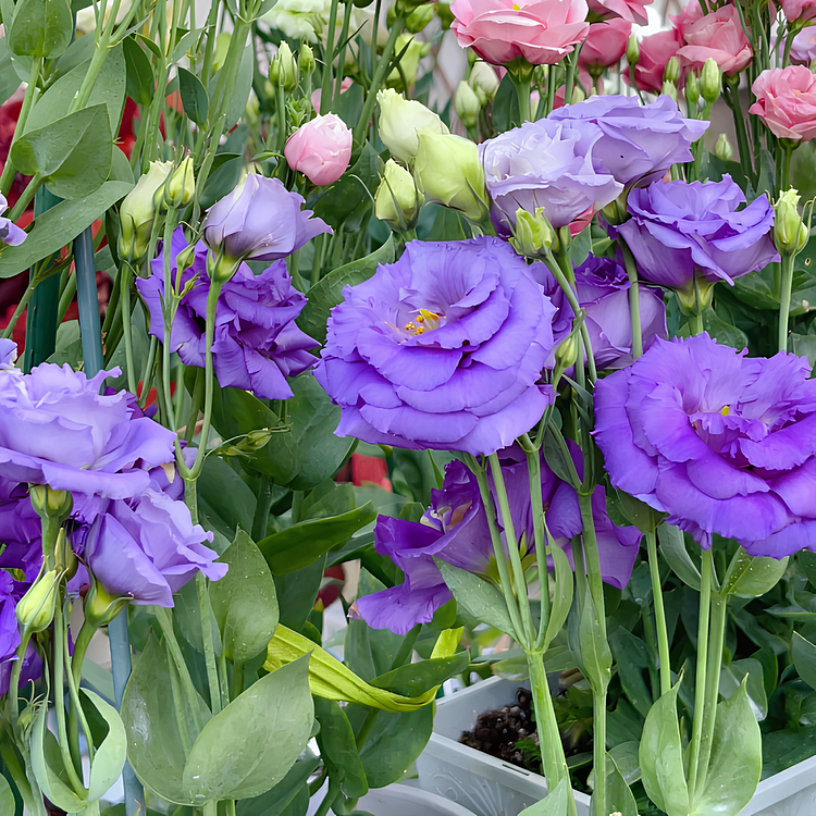 Premium Lisianthus Seeds &ndash; Grow Elegant, Long-Lasting Blooms in Your Garden