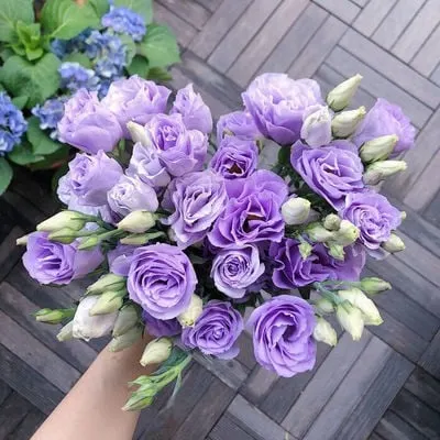 Premium Lisianthus Seeds &ndash; Grow Elegant, Long-Lasting Blooms in Your Garden