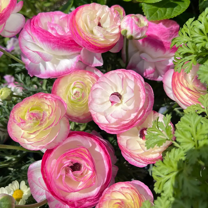 🌺 Ranunculus - Sacred Love