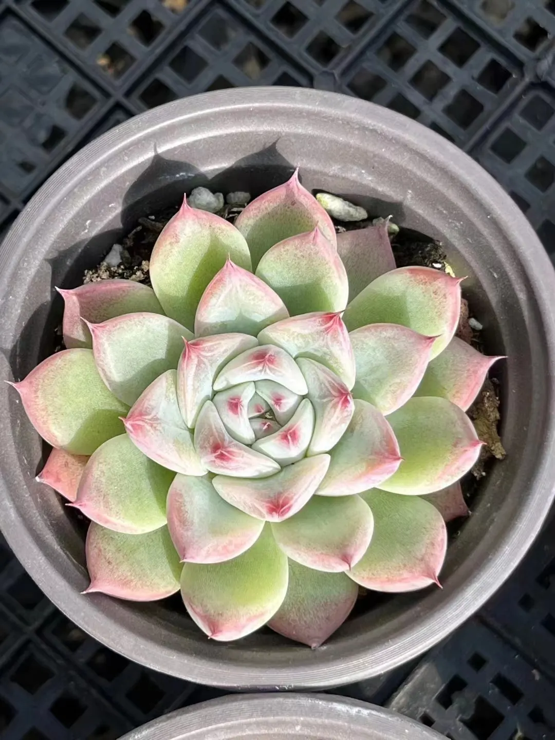 plant Aeonium Echeveria Haworthia  Caudex  Lithops Cactus  Agave 