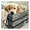 Chien - Rond Diamant Peinture 30X30CM