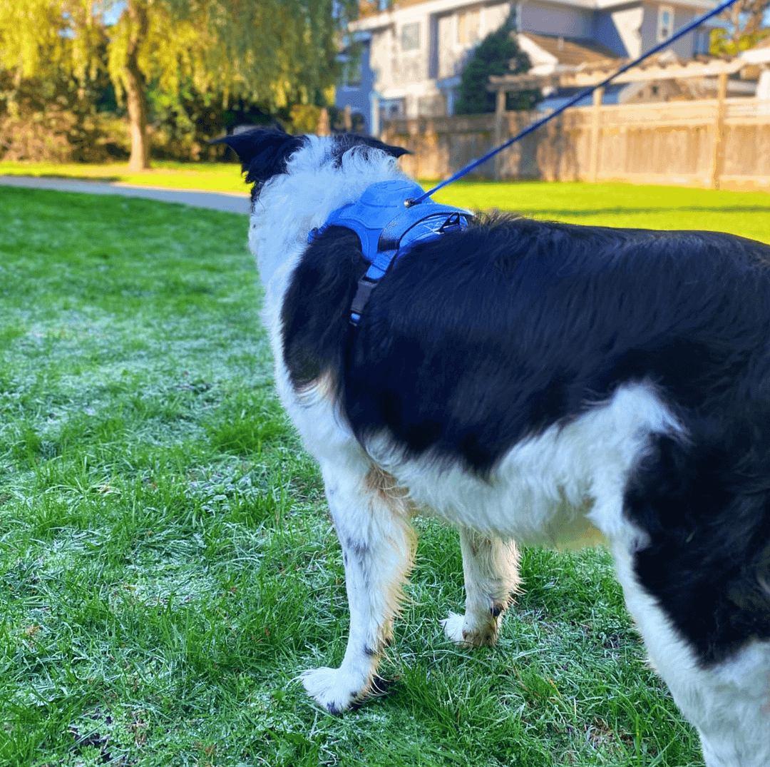 Poochbark&trade; 3 in 1 Dog Harness with Built-In Leash