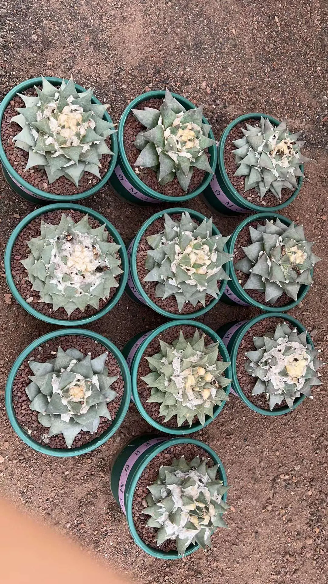 plant Aeonium Echeveria Haworthia  Caudex  Lithops Cactus  Agave 