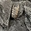 Titanium Alloy EDC Decompression Toy Mecha Beetle Press Push Card Artifact Magnetic Coin Toy Pendant