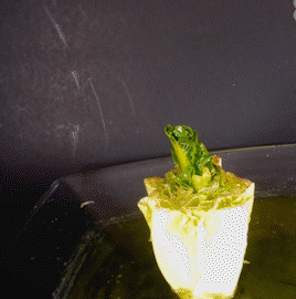 翻译件-JS-通用型植物花卉复活液-1153785_15.gif