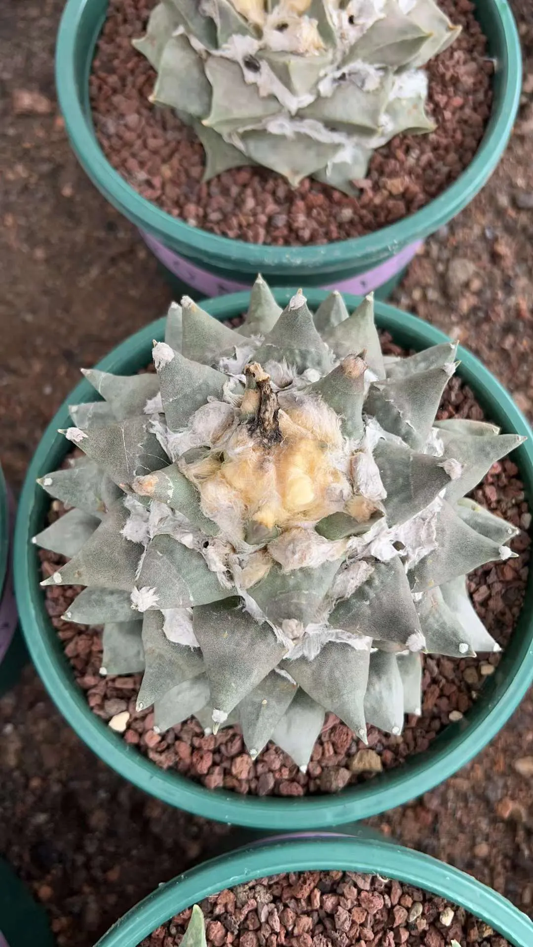 plant Aeonium Echeveria Haworthia  Caudex  Lithops Cactus  Agave 
