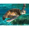 Sea Turtle-Paint by Numbers Acrylic Painting 50*40cm