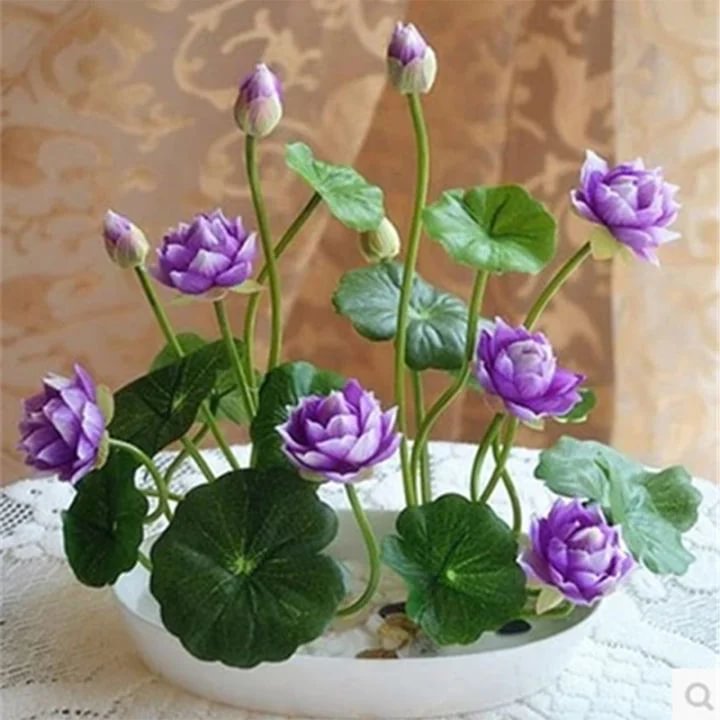 🔥【7 days germination】💐The Sacred Bonsai Bowl Lotus Flower
