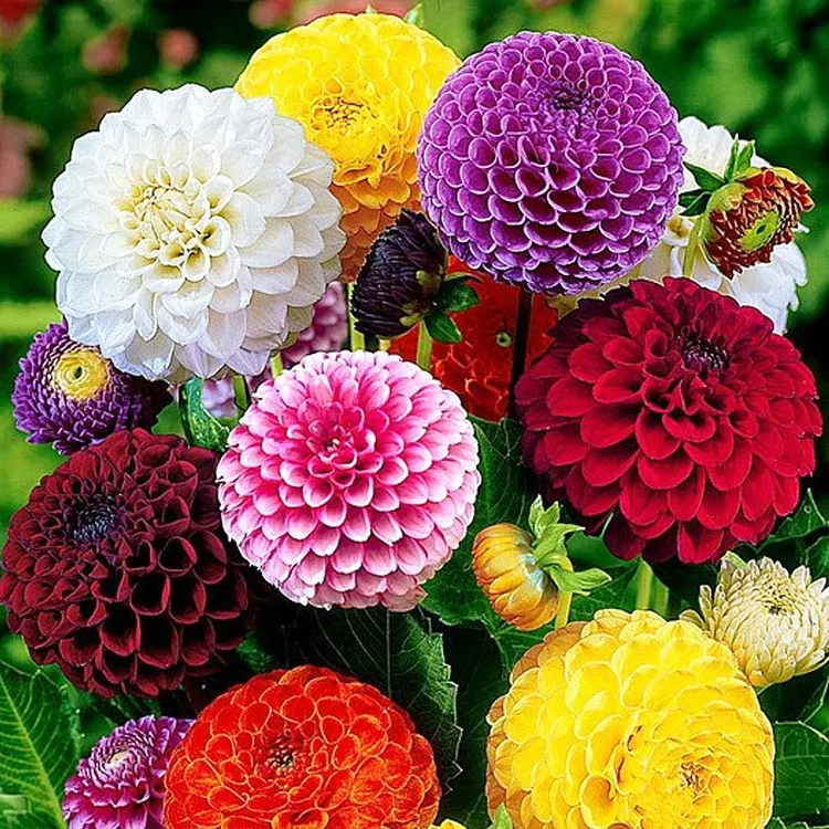 100Pcs Dahlia Bulb Flower Seeds
