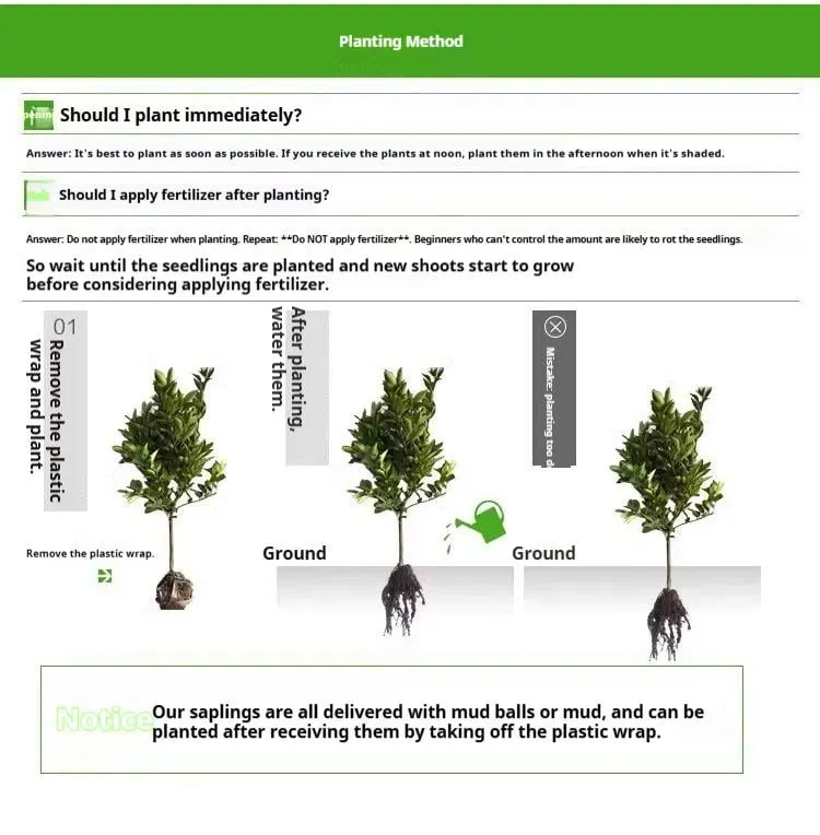 Mission Fig – Ficus carica, évelő gyümölcsfa, tartós és könnyen termeszthető növény kertekbe és udvarokba Mission Fig – Ficus carica, évelő gyümölcsfa, tartós és könnyen termeszthető növény kertekbe és udvarokba