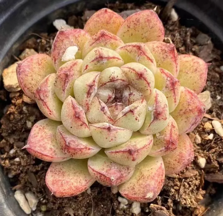 plant Aeonium Echeveria Haworthia  Caudex  Lithops Cactus  Agave 