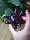 Naughty Gengar Family - Pokemon Resin Statues - 37Lab Studios