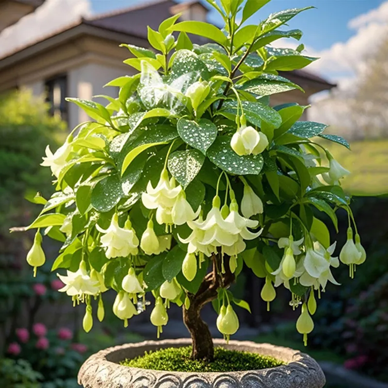 Ruby-🔔Double Fuchsia Bulbs