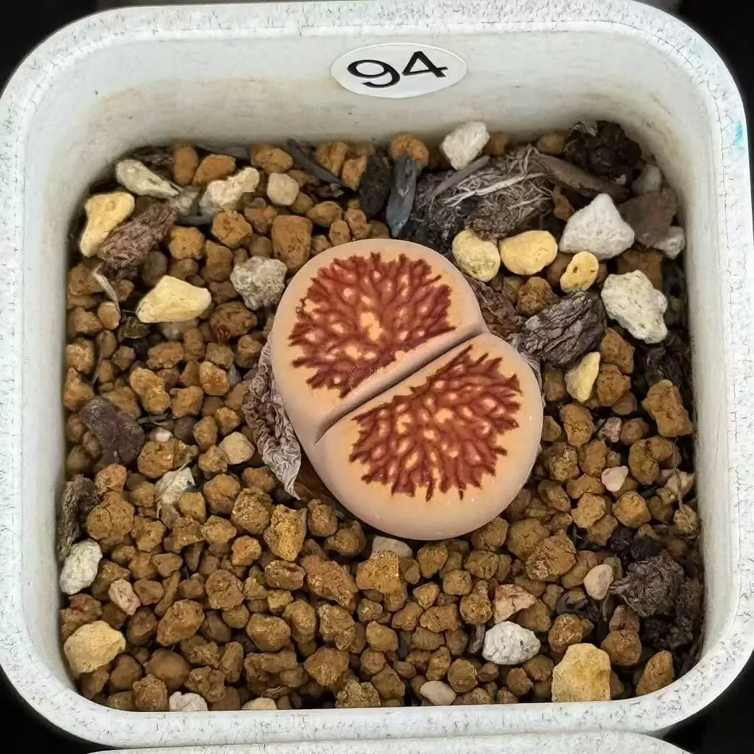 plant Aeonium Echeveria Haworthia  Caudex  Lithops Cactus  Agave 