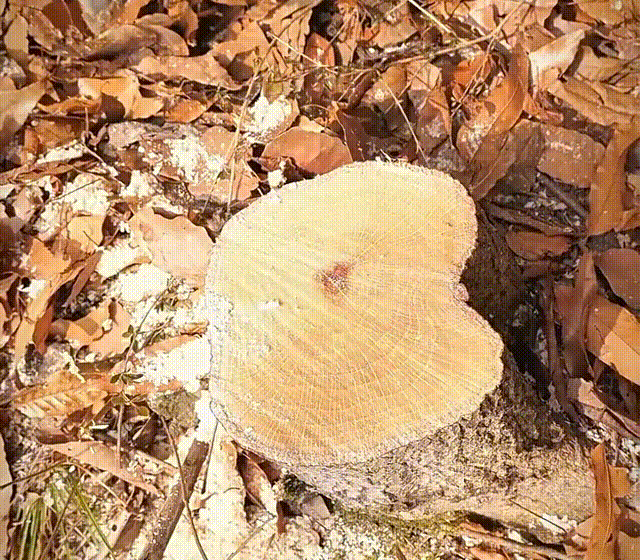 1712569480789002.gif 444.gif