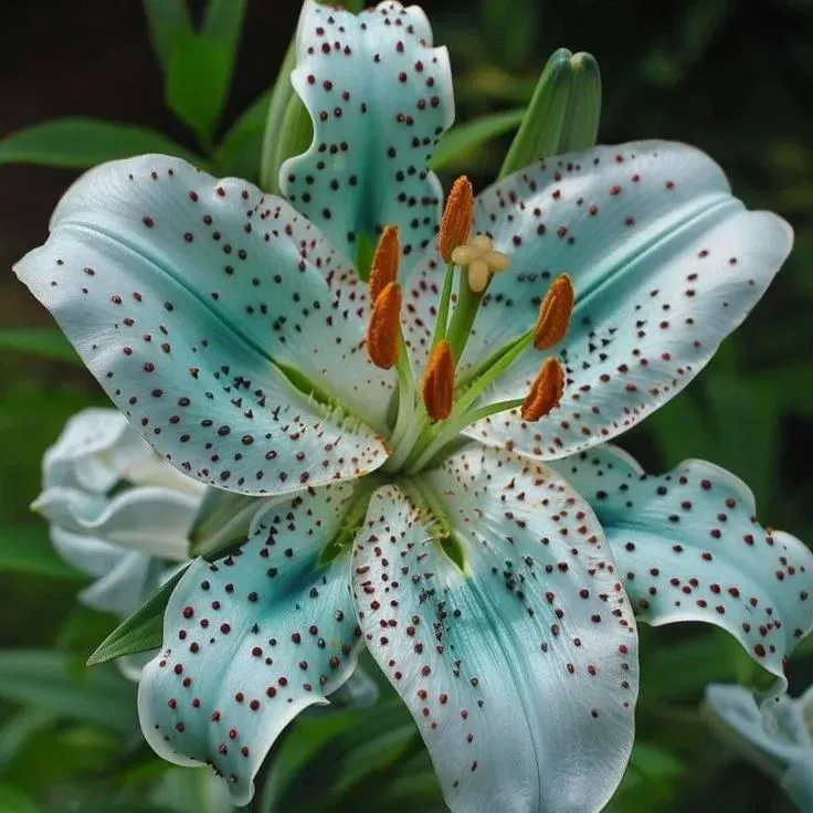 Black Spots Lily-Rare Exquisite Lily Bulbs 🌸