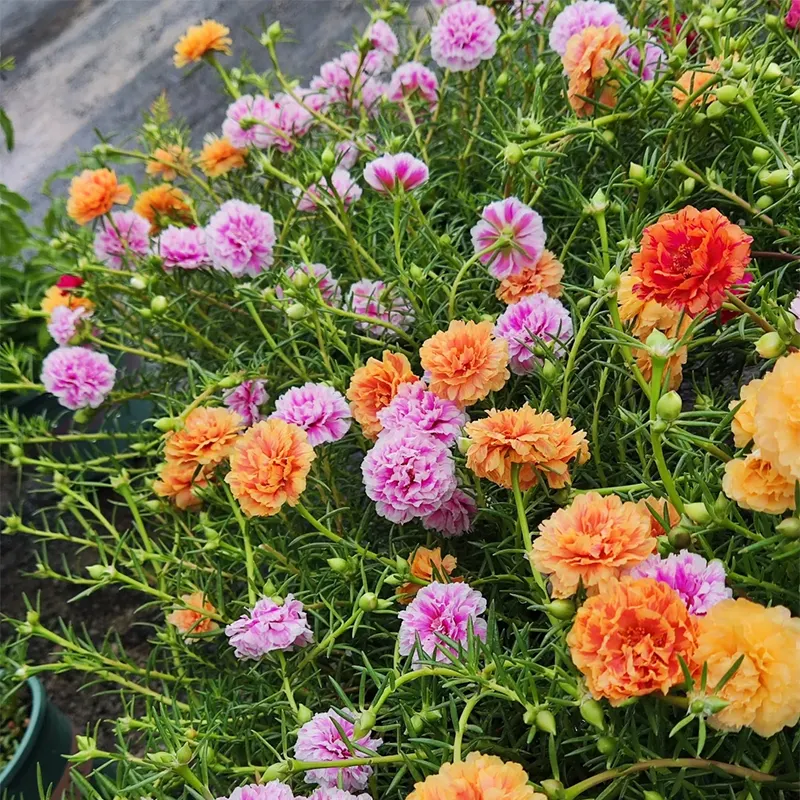 🌹MOSS ROSE&mdash;IMMORTAL FLOWER