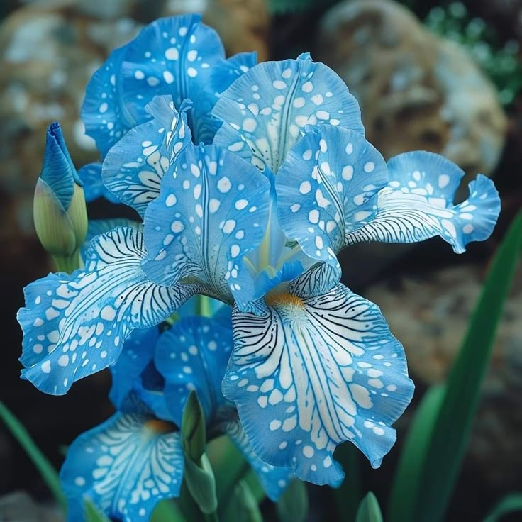 Fiery Phoenix-Rare Iris Bulbs⚜️