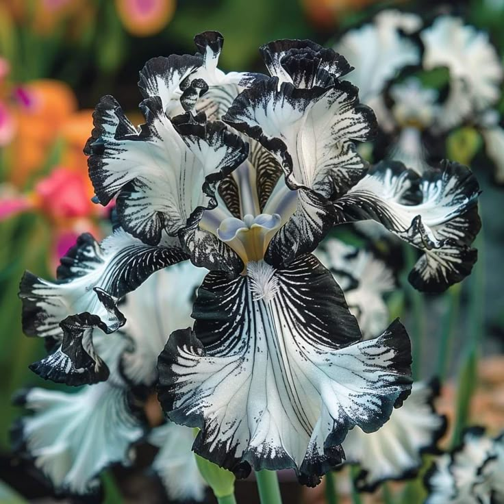 Amber Glow-Rare Iris Bulbs⚜️