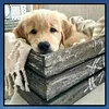 Chien - Rond Diamant Peinture 30X30CM