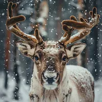 Winter Reindeer - Diamond Painting