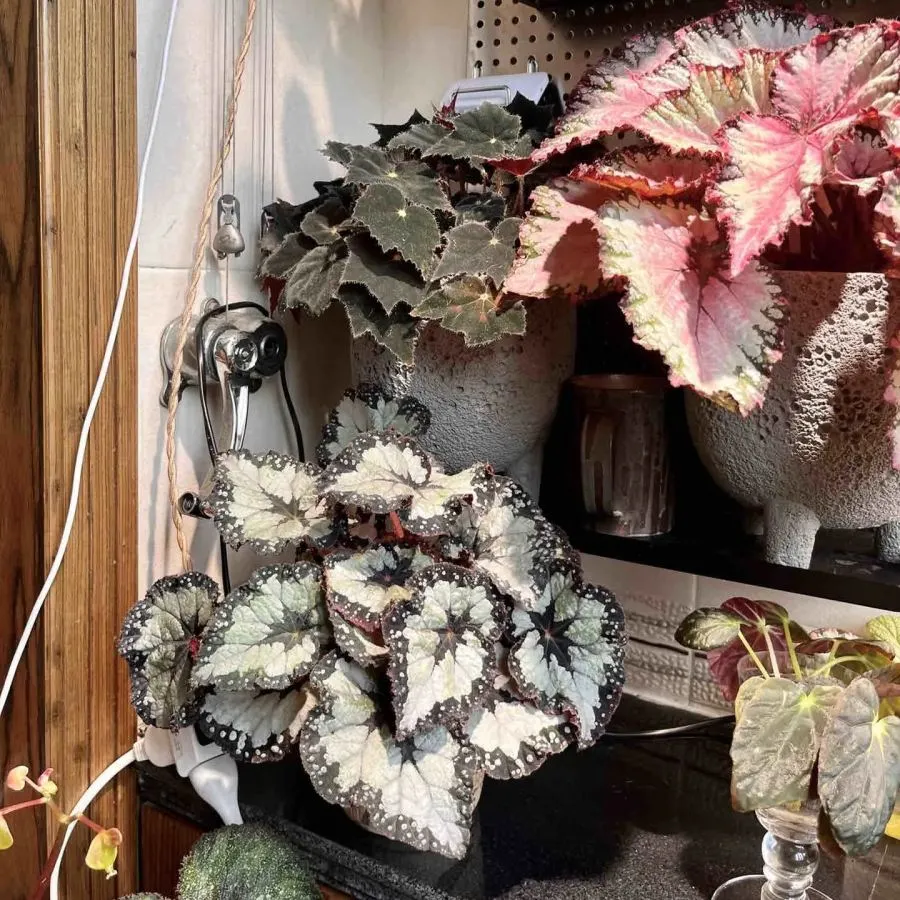 Dolcebita Begonia Seeds