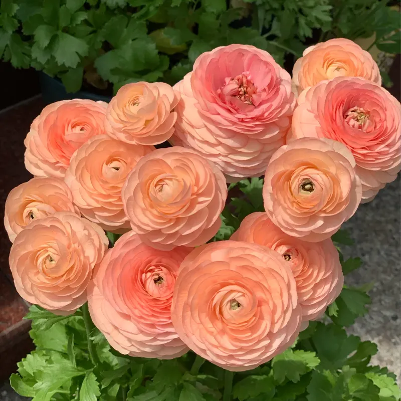 🌺 Ranunculus - Sacred Love