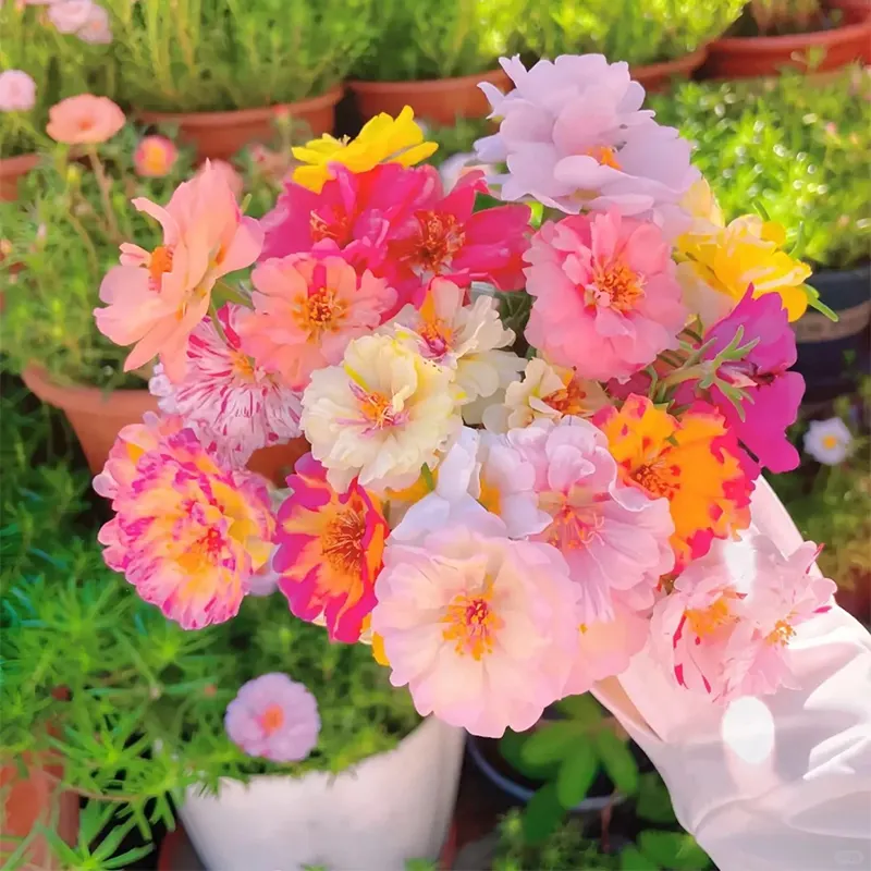 🌹MOSS ROSE&mdash;IMMORTAL FLOWER