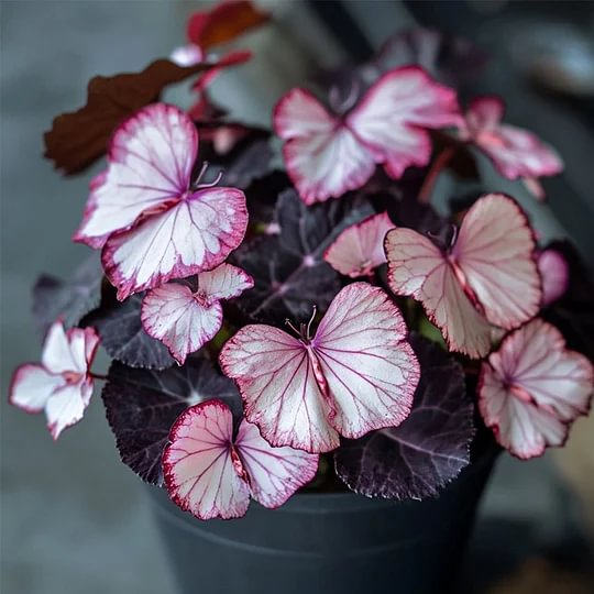🦋Moonlight Butterfly Begonia