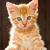 Diamond Painting-DIY Full Drill  Cat