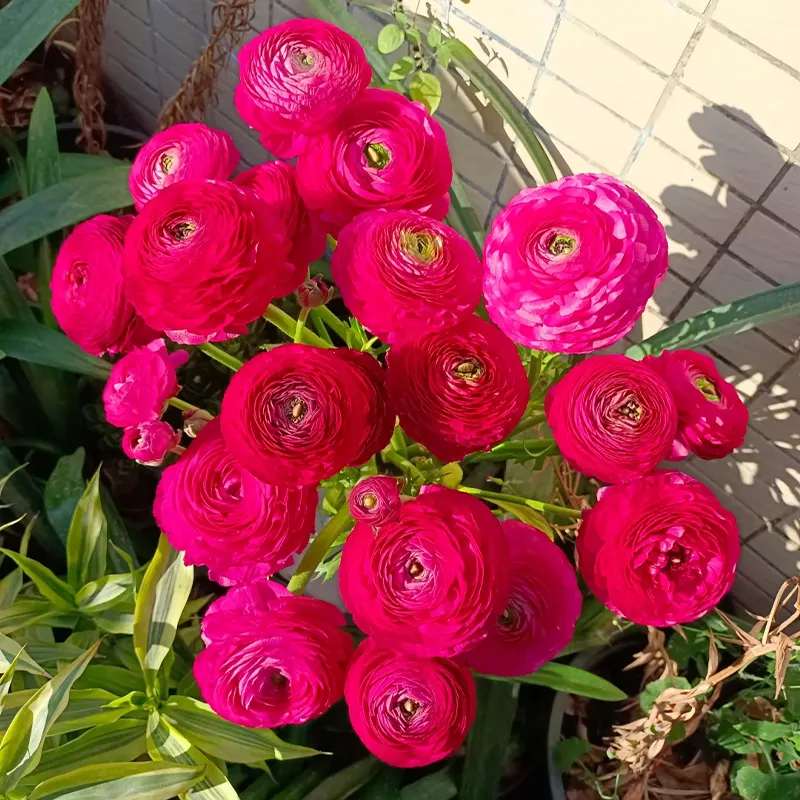 🌺 Ranunculus - Sacred Love