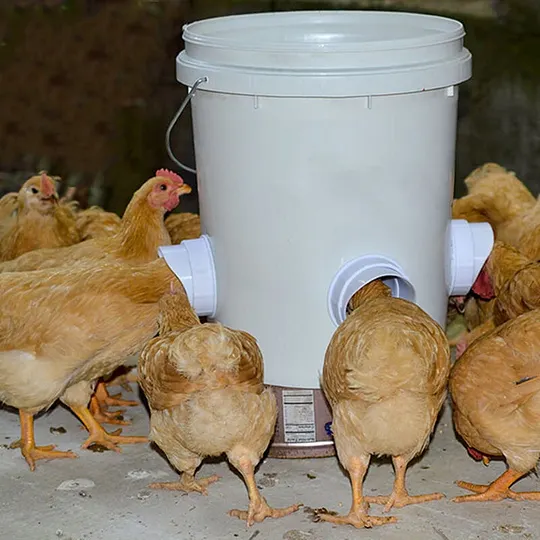 ๏ผ2022 Spring Promotion๏ผDIY Chicken Feeder (๐ฅpromotion $12.98 Only Today!๐ฅ)
