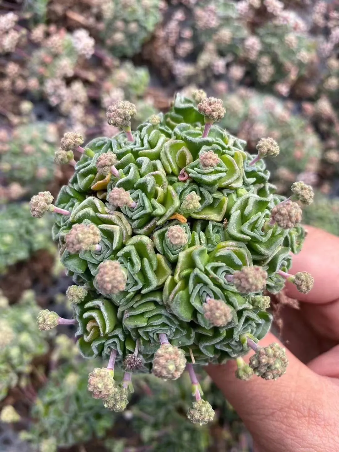 plant Aeonium Echeveria Haworthia  Caudex  Lithops Cactus  Agave 