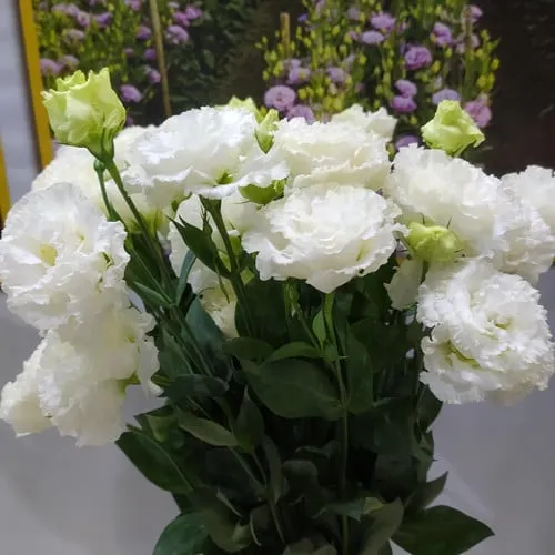 Premium Lisianthus Seeds &ndash; Grow Elegant, Long-Lasting Blooms in Your Garden