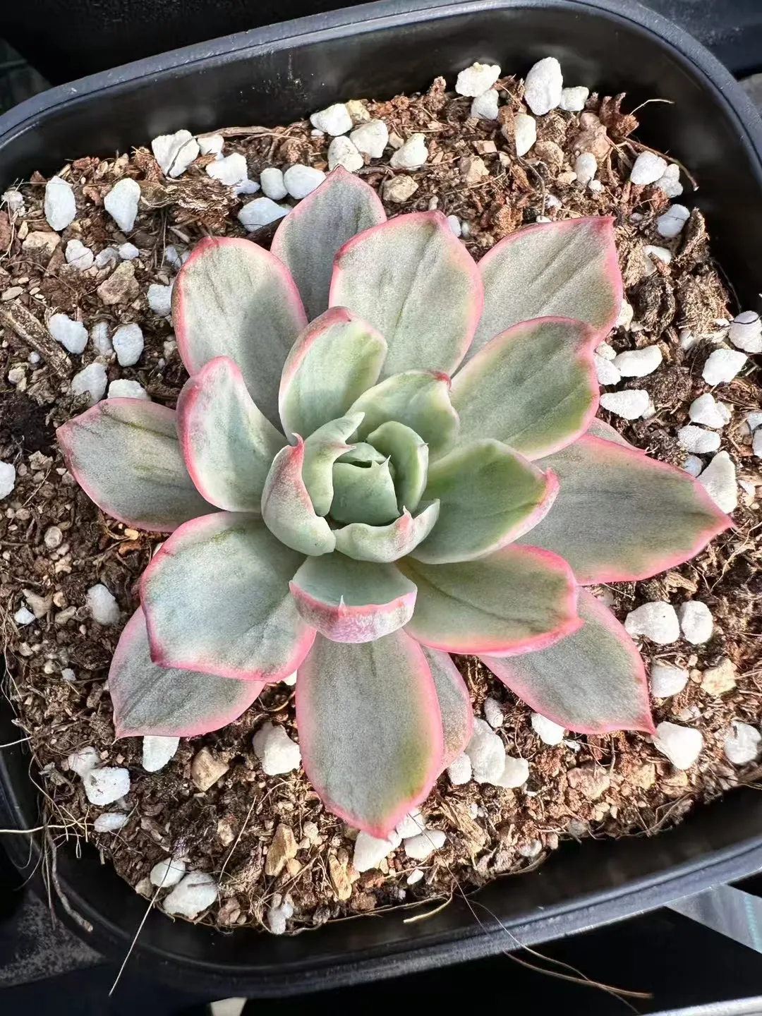 plant Aeonium Echeveria Haworthia  Caudex  Lithops Cactus  Agave 