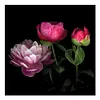 (3Pcs）Flower Animal-Paint by Numbers Acrylic Painting 20*20cm