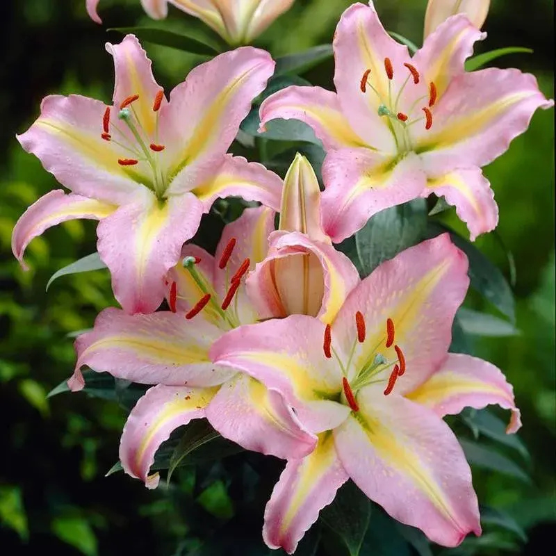 Black Spots Lily-Rare Exquisite Lily Bulbs 🌸
