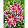 Diamond Painting-DIY Full Round Drill Flower