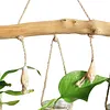 Glass Container Plants Glass Air Plants Hanging Glass Container Plants Glass Home Decor Vase Wall Mounted Glass Planter (Hanging Glass Vase)