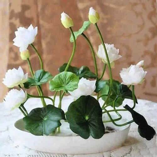 🔥【7 days germination】💐The Sacred Bonsai Bowl Lotus Flower