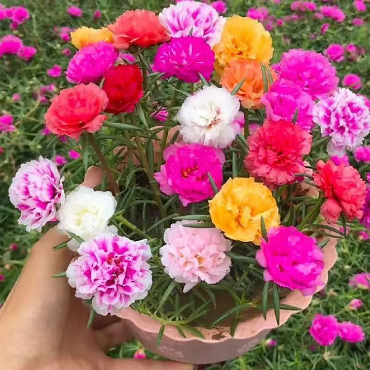 Double Flowered Moss Rose/Portulaca Seeds 