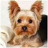 Dog - Full Round Diamond Painting