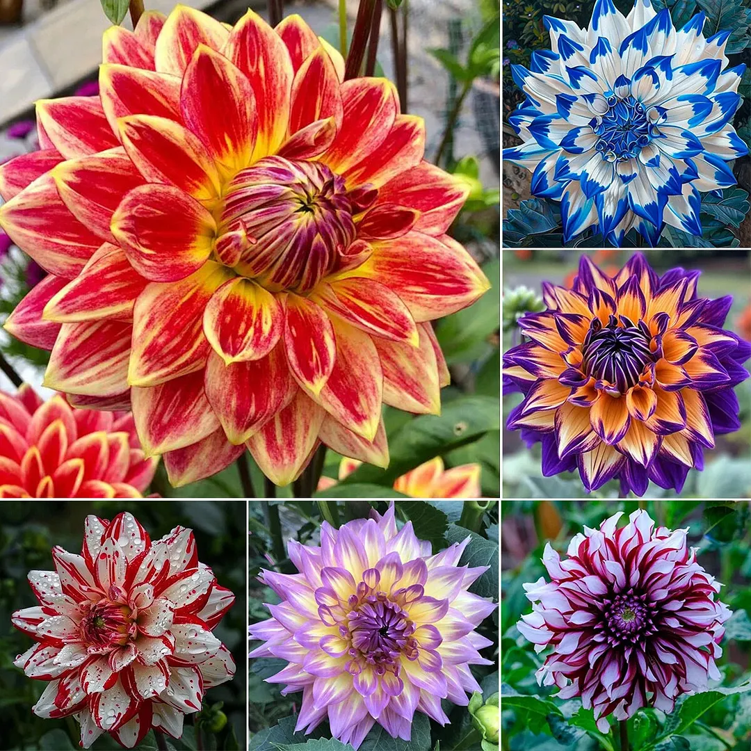 Red Devils-Double dahlia bulbs