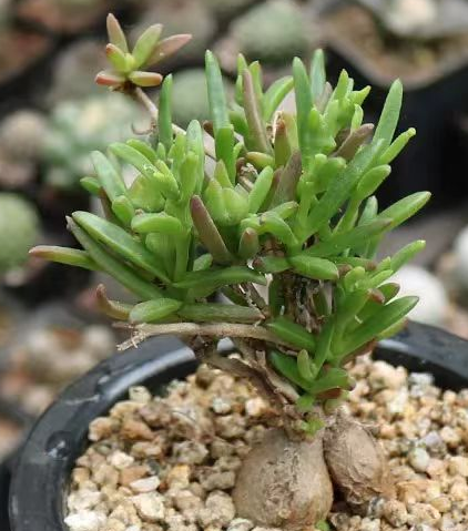 plant Aeonium Echeveria Haworthia  Caudex  Lithops Cactus  Agave 