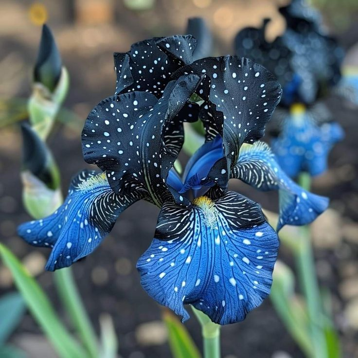 Amber Glow-Rare Iris Bulbs⚜️