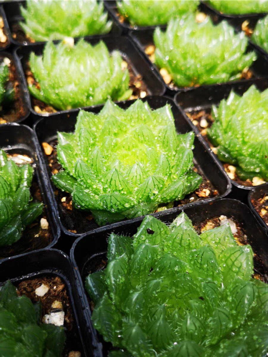 plant Aeonium Echeveria Haworthia  Caudex  Lithops Cactus  Agave 