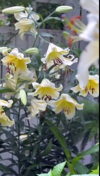 Lily Bulbs
