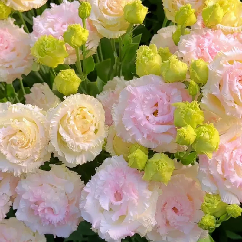 Premium Lisianthus Seeds &ndash; Grow Elegant, Long-Lasting Blooms in Your Garden